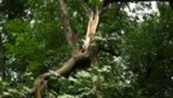 Waldzustandsbericht: Berliner Wälder so stark geschädigt wie lange nicht