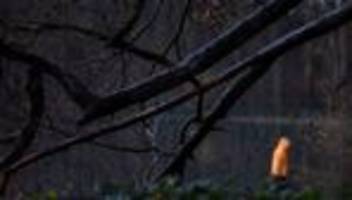 Wetter: Mildere Temperaturen und Wolken über NRW erwartet