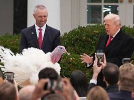 tiere lebten kurzzeitig im luxus: trump begnadigt truthähne und teilt gegen demokraten aus