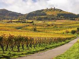 um Überproduktion zu verhindern: paris will winzer für rodung ihrer anbaugebiete bezahlen