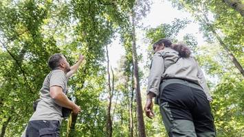 Berliner Wälder so stark geschädigt wie lange nicht