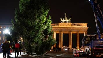 Weihnachtsbaum nach Verzögerung am Brandenburger Tor aufgestellt