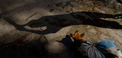 Jakarta: Indonesiens Hauptstadt verbannt Katzen und Hunde vom Teller