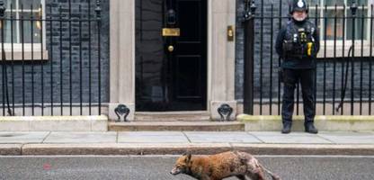London: Der Dienstag, an dem die Füchse kamen