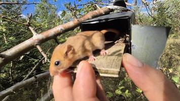 Warum 23 niedliche Haselmäuse umziehen müssen