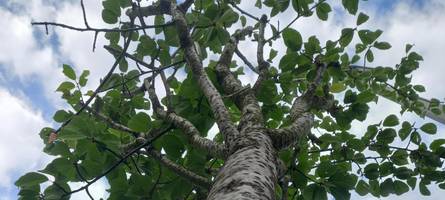 Augsburger können Bäume für Bürgerpark spenden