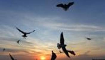 Tourismus: Sommerurlaub gefragt: Dertour meldet starkes Buchungsplus