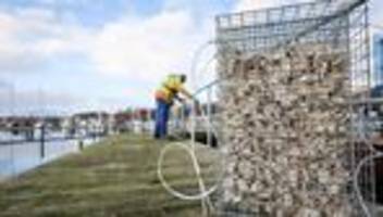 Ökologisches Projekt: Schutzkörbe sollen Fischnachwuchs in Eckernförde helfen