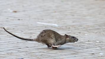 Rattenplage in Friedrichshain-Kreuzberg: Diese Orte sind besonders betroffen