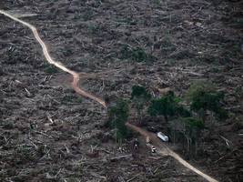 umwelt: die eu vertagt den schutz der wälder