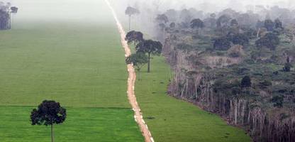 entwaldungsverordnung: eu-parlament diskutiert verschiebung von schutzregeln