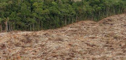 Europaparlament: Europäische Volkspartei (EVP) stimmt mit Rechten für Verschiebung des Abholzungsgesetzes