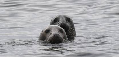 Rügen: Ermittlungen gegen zwei Beschuldigte wegen 40 toter Kegelrobben