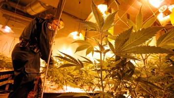 polizei stellt 850 cannabis-pflanzen und mehr als ein kilo kokain sicher