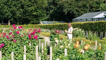 Dahliengarten im Volkspark: Ist das Blumenparadies in Gefahr?