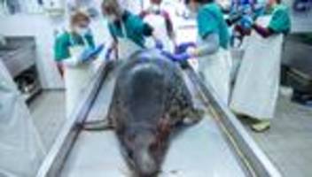 Anfangsverdacht: Robbensterben: Sea Shepherd begrüßt Ermittlungen