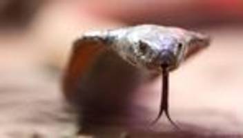 Behörden registrieren Zunahme: Schildkröte oder Schlange: Mehr geschützte Tiere in Hessen