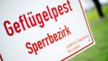 Landkreis Cloppenburg: Erneuter Ausbruch der Geflügelpest in Gemeinde Garrel