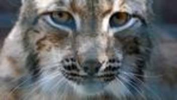 Tiere: Luchse in Thüringen haben erneut Nachwuchs