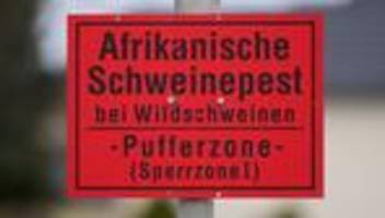 tierseuche: schweinepest-sperrzonen in sachsen komplett aufgehoben