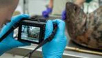 Verendete Tiere: Robbensterben vor Rügen - Was wir wissen und was nicht