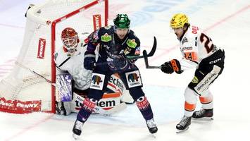 eisbären: das wahre problem und die vielen folgen