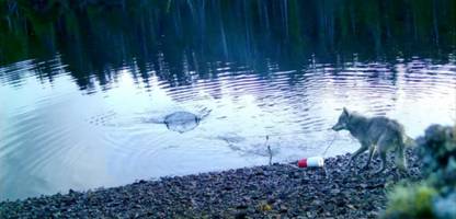 Trickreiche Futtersuche: Wölfin schnappt sich Fisch aus Krabbenfalle