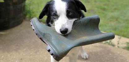 hunde: was macht die genies so schlau? studie liefert antworten