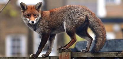 Verhaltensbiologie: Die Turbo-Evolution bei Stadttieren - warum Füchse geselliger werden