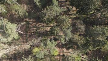 100.000 Euro für den Sachsenwald: Signal oder Trostpflaster?