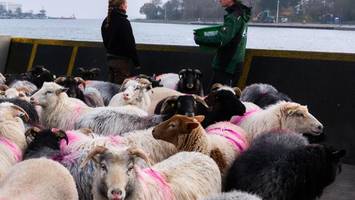 Wenn 640 Schafe mit der Fähre ins Winterquartier fahren