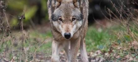 in ziemetshausen wurden in der nacht zwei schafe gerissen – war es ein wolf?