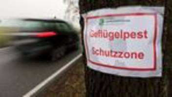 Geflügelpest: Mehr als eine Million Euro für Vogelgrippe aus Seuchenkasse