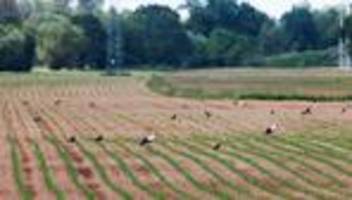 Jagdrecht: Hauk will Wolf und Biber ins Jagdrecht aufnehmen