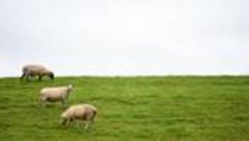 schaf gerissen: hund tötet schaf – polizei bittet um hinweise