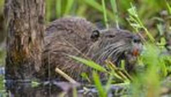 Schäden in Grünanlagen: Nutria-Jagdgebiet in Hamburg ausgeweitet - Prämie verdoppelt