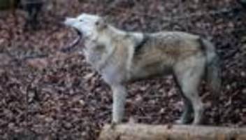 tiere: gerissene hirsche in wildpark - wolf ist verantwortlich