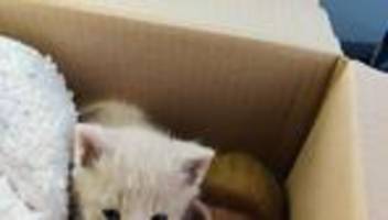 Tiere im Winter: Paar mit Hund rettet zwei Kätzchen vor dem Kältetod