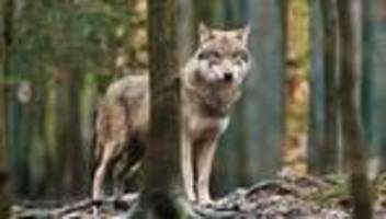 Umwelt: Wolfsrudel in Rüdesheim besteht weiter