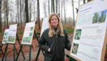 Wald in Schleswig-Holstein: Zustand der Waldbäume im Norden leicht verbessert