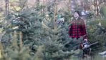 Weihnachten: Weihnachtsbäume selbst schlagen vor allem als Event im Trend