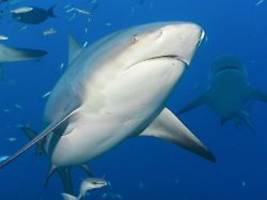 Tragödie von GoPro gefilmt?: Tödliche Hai-Attacke geschah am letzten Urlaubstag