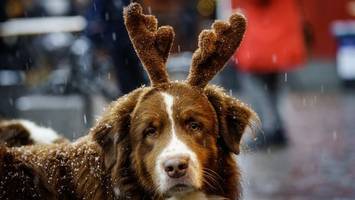 Flauschiges Fest: Hier findet der Berliner Hundeweihnachtsmarkt statt