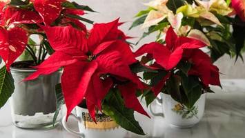 Weihnachtsstern richtig pflegen: So bleibt die Pflanze lange frisch