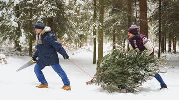 weihnachtsbaum selbst schlagen: wo das rund um berlin möglich ist