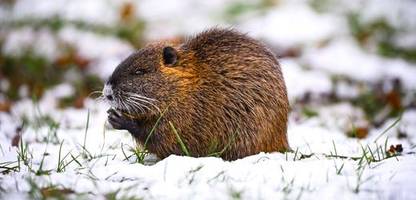 hamburg weitet nutria-fanggebiet aus und verdoppelt prämie