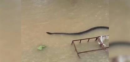 Thailand: Flutkatastrophe und Verwüstungen - Schlange nach Starkregen gesichtet, Straßen überflutet