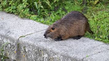 nutria-plage: hamburg ruft zur jagd auf nager mitten in der stadt auf