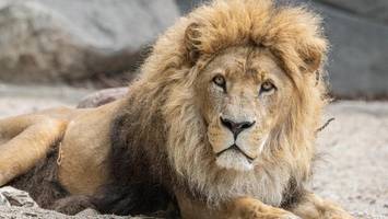 Tragödie im Löwengehege: Kurz nach seiner Mutter stirbt auch Nawiri