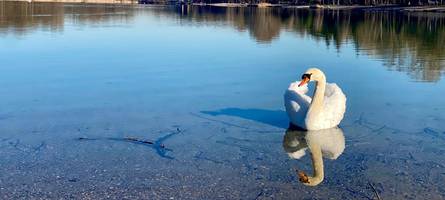 Virus bei toten Schwänen nachgewiesen: Die Vogelgrippe ist in Augsburg angekommen